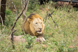 Lion at Thanda private game reserve