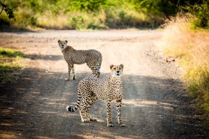 Two cheetahs looking startled on a dirt road